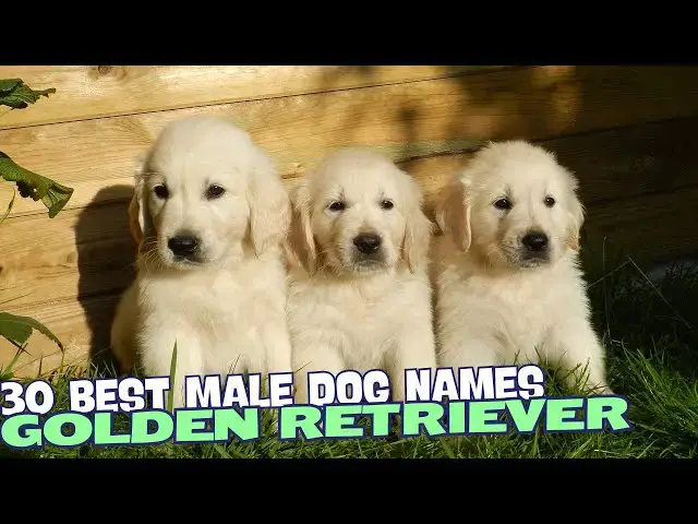 Video thumbnail for 30 Best Male Golden Retriever Names🐾