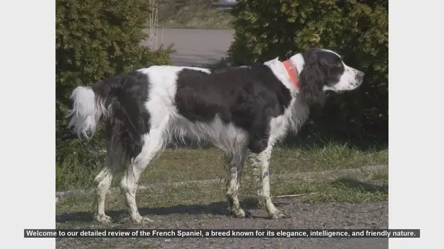 Video thumbnail for French Spaniel: The Elegant and Intelligent Companion