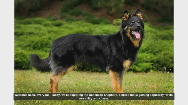 Video thumbnail for Bohemian Shepherd: Pros and Cons of This Versatile Breed