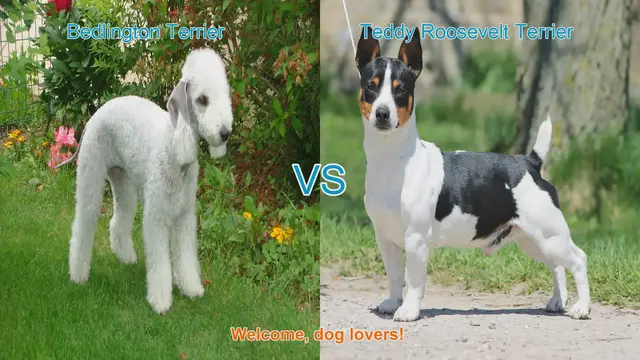 Video thumbnail for Bedlington Terrier vs. Teddy Roosevelt Terrier: A Comparison of Two Unique Dog Breeds