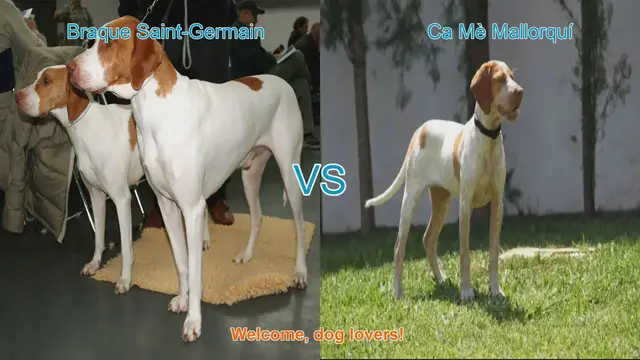 Video thumbnail for Braque Saint-Germain vs. Ca Mè Mallorquí: A Comparative Guide for Dog Lovers