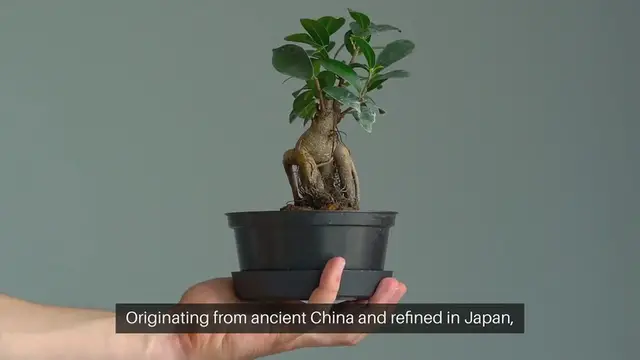 Video thumbnail for Bonsai Gardening Ideas