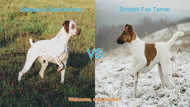 Video thumbnail for Braque du Bourbonnais vs. Smooth Fox Terrier: A Comprehensive Comparison