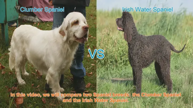 Video thumbnail for Clumber Spaniel vs. Irish Water Spaniel: A Comprehensive Comparison