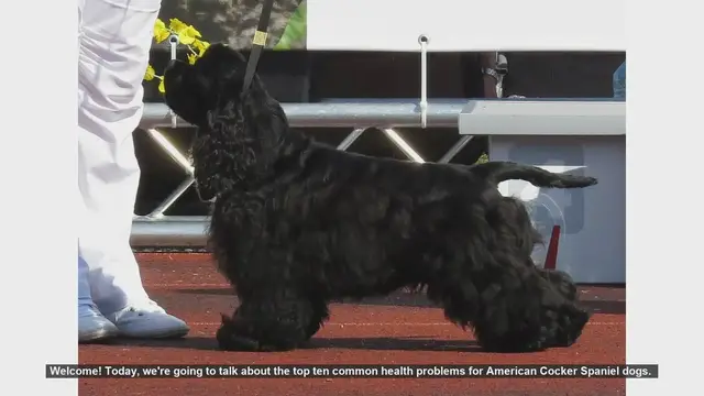 Video thumbnail for Top 10 Common Health Problems in American Cocker Spaniels
