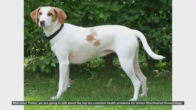 Video thumbnail for Top 10 Common Health Problems in Istrian Shorthaired Hound Dogs