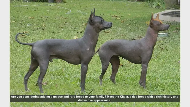 Video thumbnail for Meet the Khala: The Unique and Ancient Peruvian Hairless Dog