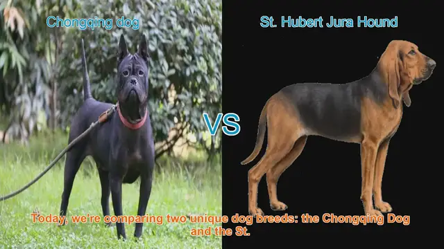 Video thumbnail for Chongqing Dog vs. St. Hubert Jura Hound: A Breed Comparison Guide