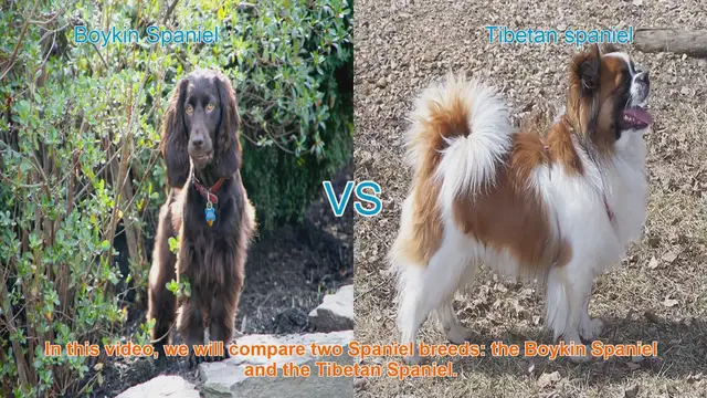 Video thumbnail for Comparing Boykin Spaniel and Tibetan Spaniel: A Comprehensive Guide