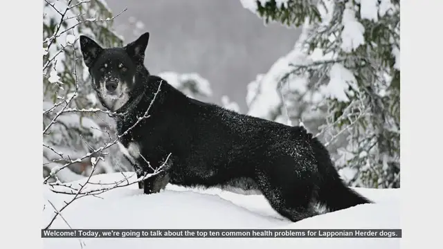 Video thumbnail for Top 10 Common Health Problems in Lapponian Herder Dogs