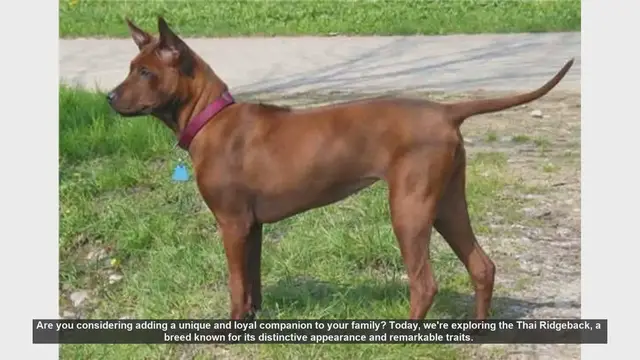 Video thumbnail for Review of Thai Ridgeback dog
