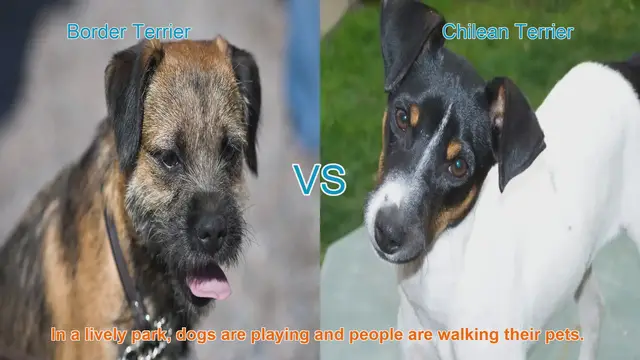 Video thumbnail for Border Terrier vs. Chilean Terrier: A Comparison of Two Playful Breeds