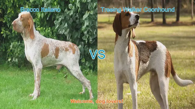 Video thumbnail for Bracco Italiano vs. Treeing Walker Coonhound: A Comprehensive Comparison
