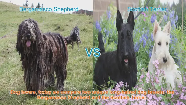 Video thumbnail for Bergamasco Shepherd vs. Scottish Terrier: A Comparison of Long-Haired Dog Breeds