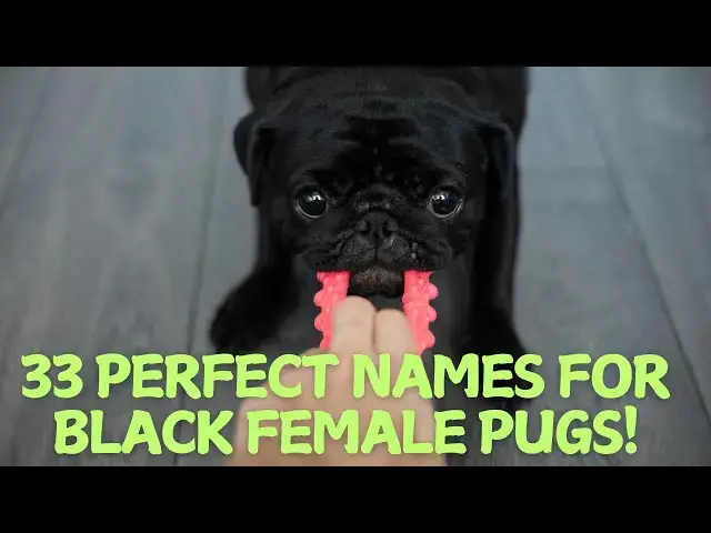 Video thumbnail for 33 Perfect Names for Black Female Pugs! 🖤🐶
