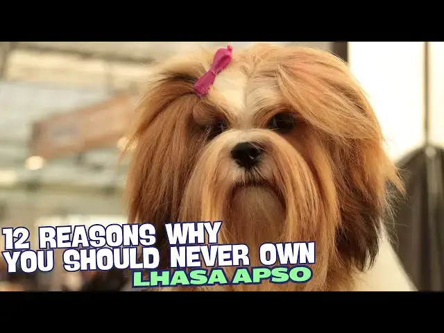 Video thumbnail for 12 Reasons Why You Should Never Own a Lhasa Apso 🚫