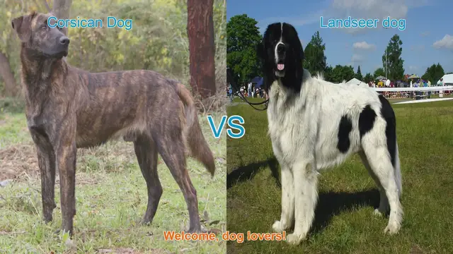 Video thumbnail for Corsican Dog vs. Landseer Dog: A Comparison of Two Unique Breeds