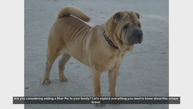 Video thumbnail for Shar Pei: Everything You Need to Know About This Unique Breed