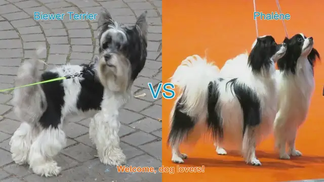 Video thumbnail for Biewer Terrier vs. Phalène: A Comparison of Charming Dog Breeds