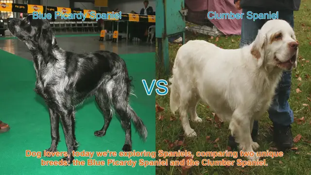 Video thumbnail for Comparing Blue Picardy Spaniel and Clumber Spaniel: A Guide for Dog Lovers