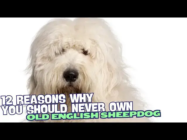 Video thumbnail for 12 Reasons Why You Should Never Own an Old English Sheepdog 🚫