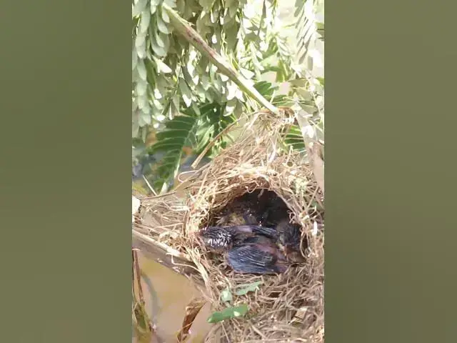 'Video thumbnail for Top Mother Bird Gown Feed Baboes #birds #birdfeed #bird #birdceat #birdcath #birdwild #wildlife'