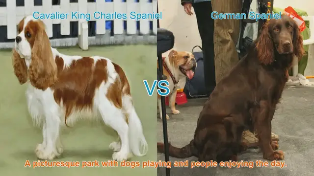 Video thumbnail for Exploring Cavalier King Charles Spaniels and German Spaniels