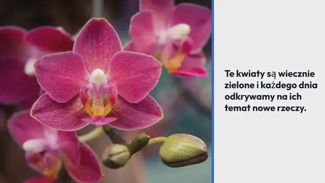 Video thumbnail for Oto jak dbać o storczyki, aby zachować je na lata