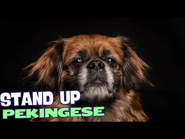 Video thumbnail for What is a Pekingese Dog?🐾