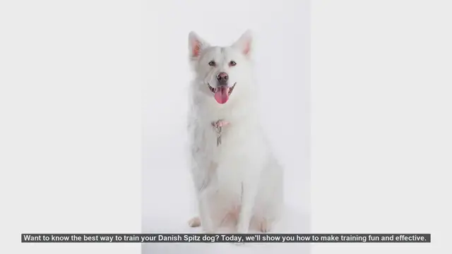 Video thumbnail for Effective and Fun Training Tips for Your Danish Spitz
