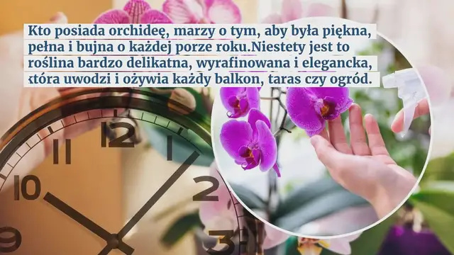 Video thumbnail for Piękna i bujna orchidea, tylko jeśli podlejesz ją w tym czasie: nikt tego nigdy nie robi