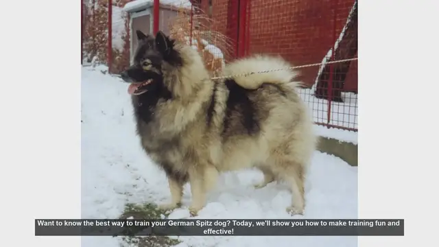 Video thumbnail for Effective and Fun Training Tips for Your German Spitz