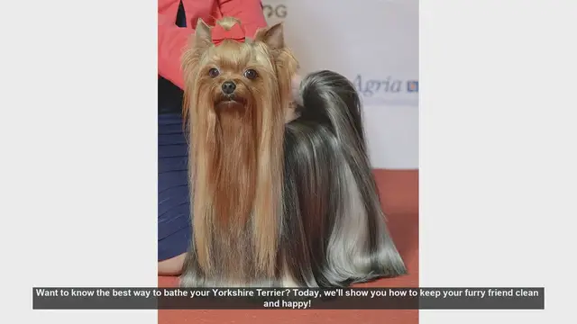 Video thumbnail for How to Bathe Your Yorkshire Terrier: Step-by-Step Guide