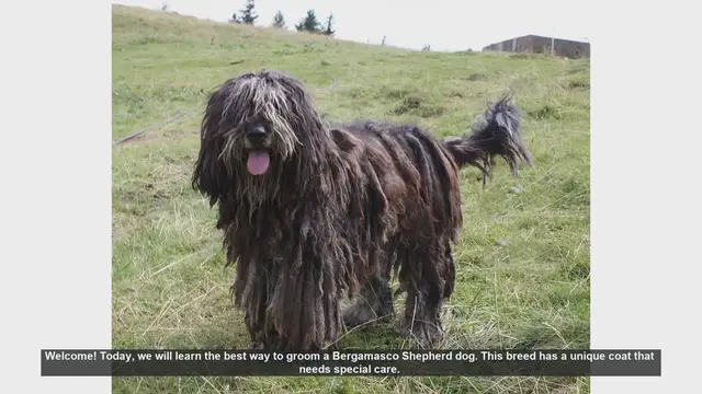 Video thumbnail for How to Groom a Bergamasco Shepherd: Essential Tips and Techniques