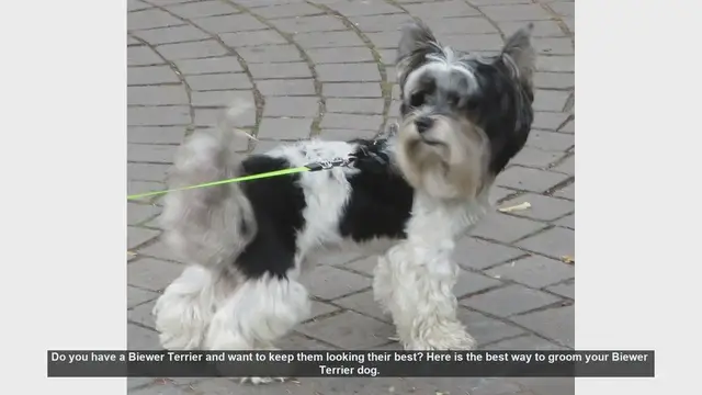 Video thumbnail for How to Groom Your Biewer Terrier: Step-by-Step Guide