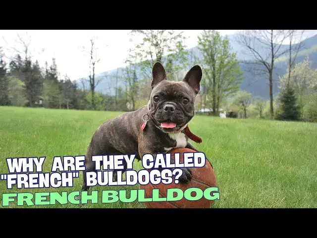 Video thumbnail for Why Are French Bulldogs Called "French" Bulldogs? 🐶
