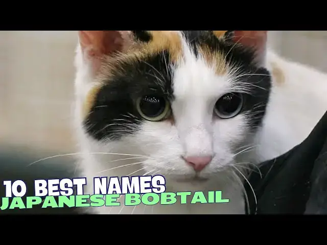 Video thumbnail for 10 Best Names for Japanese Bobtail Cats 🐾🎌