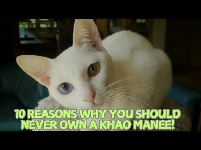 Video thumbnail for 10 Reasons Why You Should Never Own a Khao Manee! 🌟