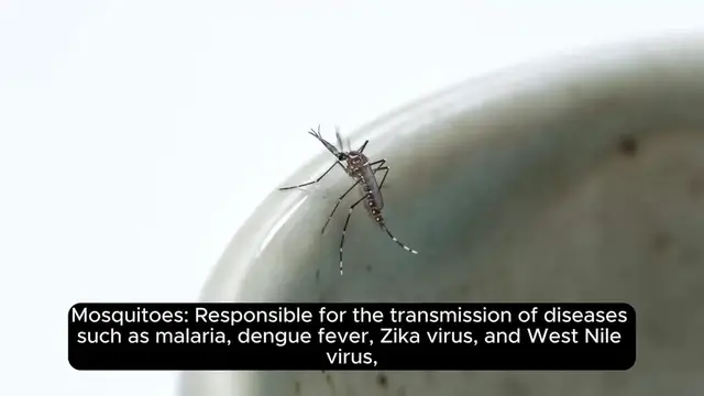 Video thumbnail for Top 10 Deadliest Animals In The World