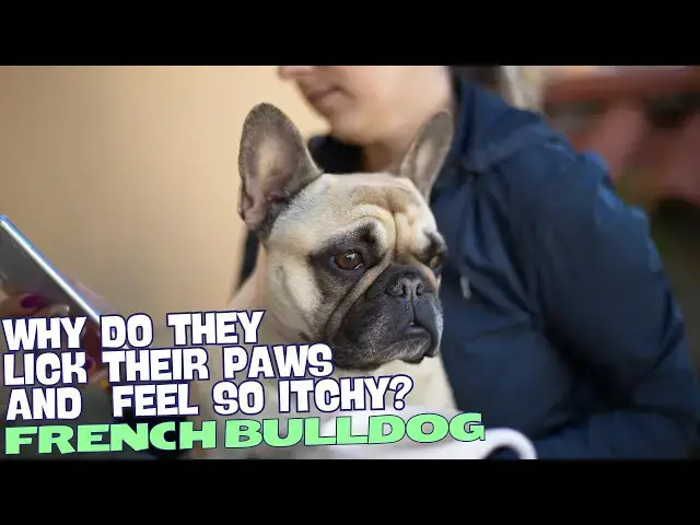 Video thumbnail for Why Do French Bulldogs Lick Their Paws and Feel So Itchy? 🐾🤔