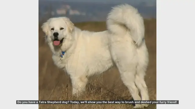 Video thumbnail for How to Brush and Deshed Your Tatra Shepherd Dog