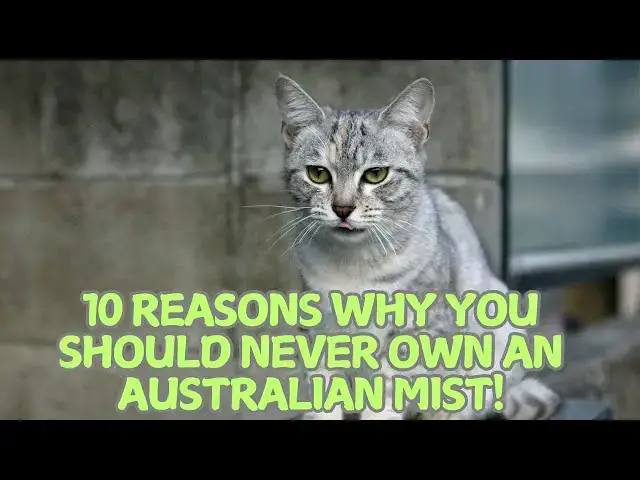 Video thumbnail for 10 Reasons Why You Should Never Own an Australian Mist! 🌿