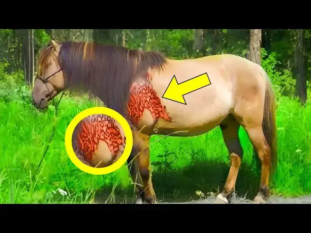 Video thumbnail for Farmer Notices Weird Marks on Horse, Vet Turns Pale Realizing What It Is