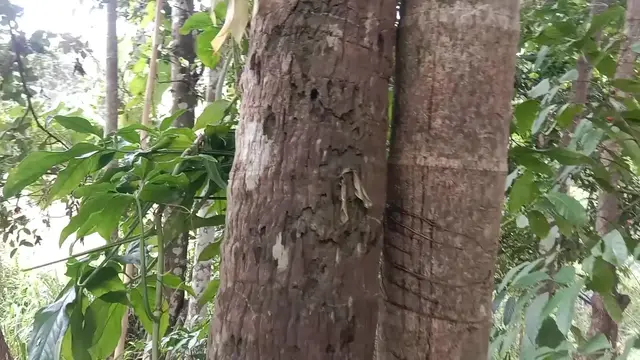 Video thumbnail for The Trunk of an Old Coconut Tree