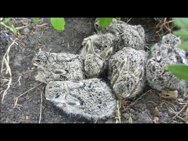 Video thumbnail for Do Rabbits Feel Pain? Understanding Your Furry Friend's Discomfort