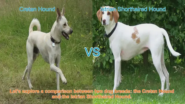 Video thumbnail for Comparing Cretan Hound and Istrian Shorthaired Hound: A Comprehensive Guide