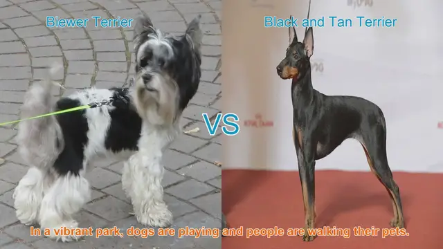 Video thumbnail for Comparing Biewer Terrier and Black and Tan Terrier: Which Breed is Right for You?