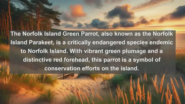 Video thumbnail for Top 10 native birds in Norfolk Island