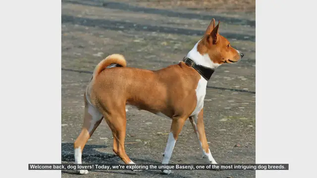 Video thumbnail for Top 10 Fascinating Facts About the Basenji Dog