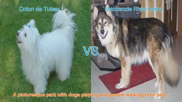 Video thumbnail for Coton de Tulear vs. Mackenzie River Husky: A Breed Comparison